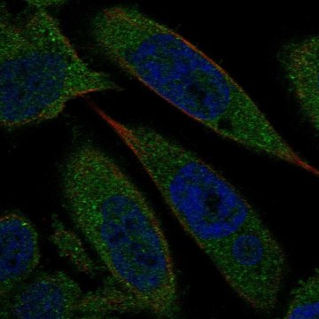 Anti-BLVRA antibody produced in rabbit Prestige Antibodies&#174; Powered by Atlas Antibodies, affinity isolated antibody