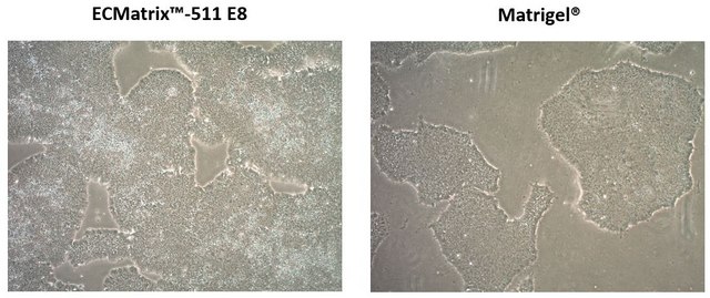 ECMatrix-511 E8 Laminin Substrate Xeno-free laminin-511 coating for feeder-free pluripotent stem cell cultures, 1050 &#956;g (CHO-S derived)