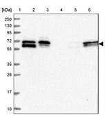 Anti-FAM126B antibody produced in rabbit Prestige Antibodies® Powered by Atlas Antibodies, affinity isolated antibody, buffered aqueous glycerol solution