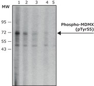 Monoclonal Anti-phospho-MDMX (pTyr55) antibody produced in mouse ~2 mg/mL, clone PH-MDMX-55, purified immunoglobulin, buffered aqueous solution