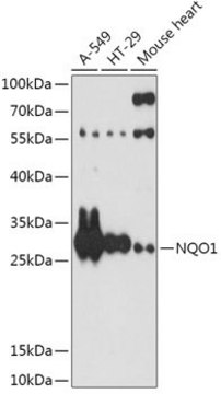 Anti-NQO1 antibody produced in rabbit