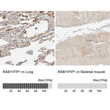 Anti-RAB11FIP1 antibody produced in rabbit Prestige Antibodies&#174; Powered by Atlas Antibodies, affinity isolated antibody, buffered aqueous glycerol solution, Ab2