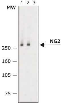 Monoclonal Anti-NG2 antibody produced in mouse clone 132.38, purified immunoglobulin, buffered aqueous solution