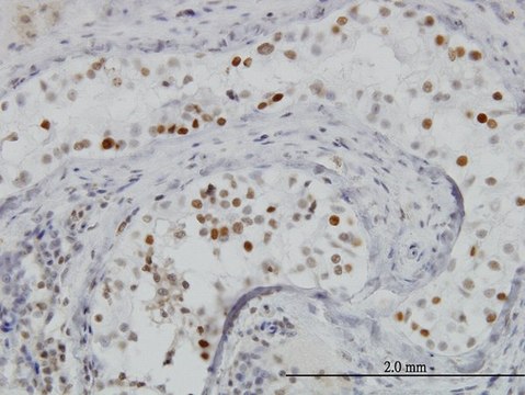 Monoclonal Anti-BRD3 antibody produced in mouse clone 6E7, purified immunoglobulin, buffered aqueous solution