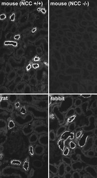 Anti-Thiazide-Sensitive NaCl Cotransporter Antibody Chemicon&#174;, from rabbit