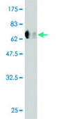 ANTI-FLI1 antibody produced in mouse clone 2F3, purified immunoglobulin, buffered aqueous solution