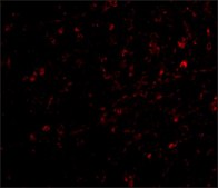 Anti-NIPSNAP (ab2) antibody produced in rabbit affinity isolated antibody, buffered aqueous solution