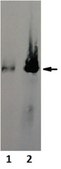 Anti-Synapsin-1 Antibody, clone MEGS3-10A clone MEGS3-10A, from mouse
