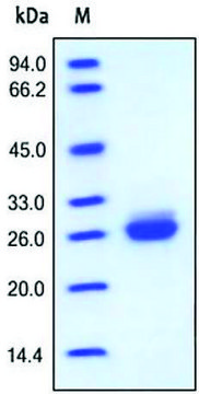 ApoA-1 human recombinant, expressed in HEK 293 cells, &#8805;95% (SDS-PAGE)