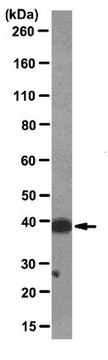 Anti-macro-H2A1.2 Antibody, clone 14G7 clone 14G7, from mouse