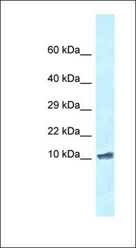 Anti-ROMO1 antibody produced in rabbit affinity isolated antibody