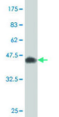 Monoclonal Anti-CREM antibody produced in mouse clone 3B5, purified immunoglobulin, buffered aqueous solution