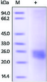 VEGF164 from mouse recombinant, expressed in HEK 293 cells, ≥95% (SDS-PAGE)