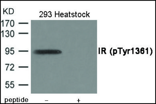 Anti-phospho-IR (pTyr1361) antibody produced in rabbit affinity isolated antibody