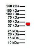 Anti-KRT18 (AB2) antibody produced in rabbit IgG fraction of antiserum