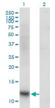 Monoclonal Anti-SNAPC5 antibody produced in mouse clone 5E2, purified immunoglobulin, buffered aqueous solution