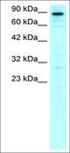 Anti-PAX7 (AB2) antibody produced in rabbit affinity isolated antibody