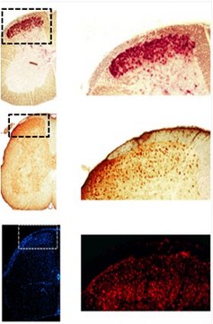 Anti-EBF-1 Antibody from rabbit, purified by affinity chromatography