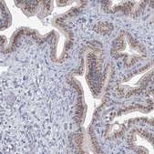 Anti-EVA1C antibody produced in rabbit Prestige Antibodies® Powered by Atlas Antibodies, affinity isolated antibody, buffered aqueous glycerol solution