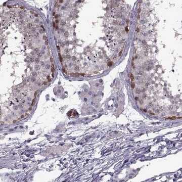 Anti-PAGE2B antibody produced in rabbit Prestige Antibodies&#174; Powered by Atlas Antibodies, affinity isolated antibody, buffered aqueous glycerol solution