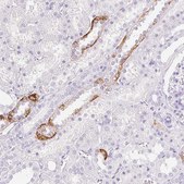 Anti-CLDN16 antibody produced in rabbit Prestige Antibodies® Powered by Atlas Antibodies, affinity isolated antibody, buffered aqueous glycerol solution
