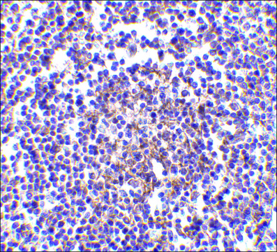 Anti-Aven antibody produced in rabbit affinity isolated antibody, buffered aqueous solution