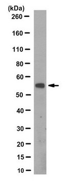 Anti-Cdh1 Antibody, clone 15A9.1 clone 15A9.1, from mouse