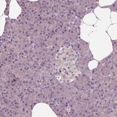 Anti-SHTN1 antibody produced in rabbit Prestige Antibodies® Powered by Atlas Antibodies, affinity isolated antibody, buffered aqueous glycerol solution