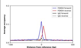 Anti-FOXO4 antibody produced in rabbit Prestige Antibodies® Powered by Atlas Antibodies, affinity isolated antibody, buffered aqueous glycerol solution