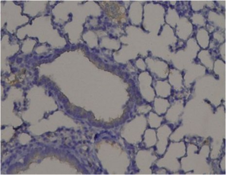 抗-PXDN/VPO1抗体 from rabbit, purified by affinity chromatography