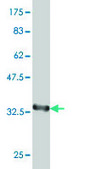 ANTI-PAX8 antibody produced in mouse clone 3G11, purified immunoglobulin, buffered aqueous solution
