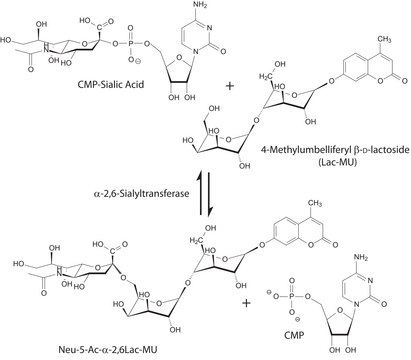 &#945;-2,6-唾液酸转移酶 来源于美人鱼发光杆菌 recombinant, expressed in E. coli BL21, &#8805;5&#160;units/mg protein