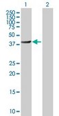 Anti-BHMT2 antibody produced in mouse IgG fraction of antiserum, buffered aqueous solution