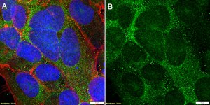 Anti-FAM72 Antibody, clone 1K2 ZooMAb® Rabbit Monoclonal recombinant, expressed in HEK 293 cells
