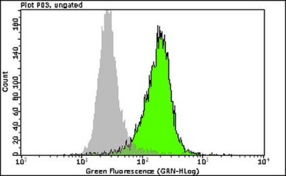 Anti-phospho-SMC1 (Ser957) Antibody, clone 5D11G5 Alexa Fluor&#8482; 488 clone 5D11G5, from mouse, ALEXA FLUOR&#8482; 488