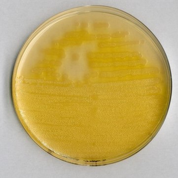 Pseudomonas agar F (base) for microbiology