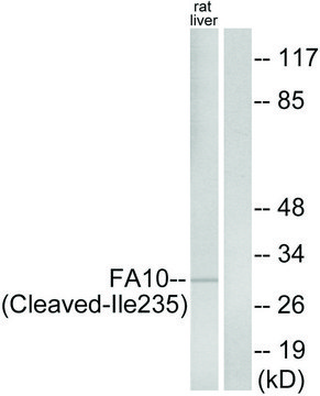 Anti-FA10 (activated heavy chain, Cleaved-Ile235) antibody produced in rabbit affinity isolated antibody