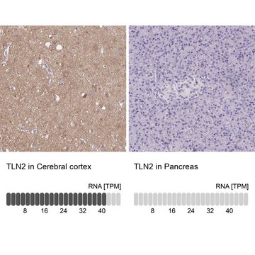 Anti-TLN2 Prestige Antibodies&#174; Powered by Atlas Antibodies, affinity isolated antibody