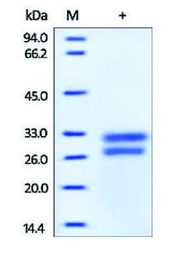 HMGB1/HMG1 人 recombinant, expressed in HEK 293 cells, &#8805;95% (SDS-PAGE)