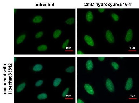 Monoclonal Anti-RPA2 antibody produced in mouse