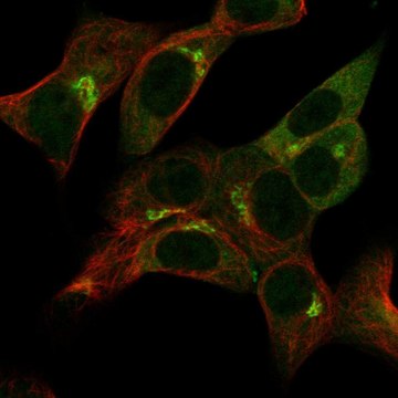 Anti-Ap1G1 Antibody Produced In Rabbit Prestige Antibodies&#174; Powered by Atlas Antibodies, affinity isolated antibody, buffered aqueous glycerol solution