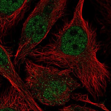 Anti-ASF1B antibody produced in rabbit Prestige Antibodies&#174; Powered by Atlas Antibodies, affinity isolated antibody