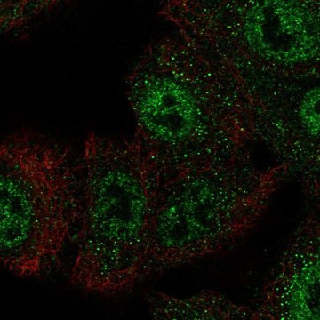 Anti-CIC antibody produced in rabbit Prestige Antibodies&#174; Powered by Atlas Antibodies, affinity isolated antibody