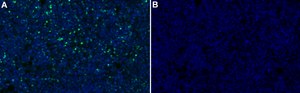 Anti-FAN1 Antibody, clone 2B15 ZooMAb® Rabbit Monoclonal recombinant, expressed in HEK 293 cells