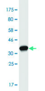 Monoclonal Anti-FBN2 antibody produced in mouse clone 1C2, purified immunoglobulin