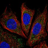 Anti-IRGQ antibody produced in rabbit Prestige Antibodies® Powered by Atlas Antibodies, affinity isolated antibody
