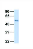 Anti-LSM14A (ab2) antibody produced in rabbit affinity isolated antibody