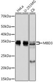 Anti-MBD3 antibody produced in rabbit