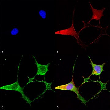 Monoclonal Anti-Gaba-B Receptor 2 - Rpe antibody produced in mouse clone S81-2, purified immunoglobulin