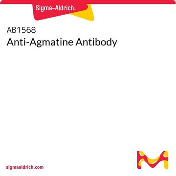 Anti-Agmatine Antibody